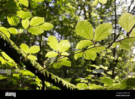 Hojas De Haya Fotografías E Imágenes De Alta Resolución Alamy