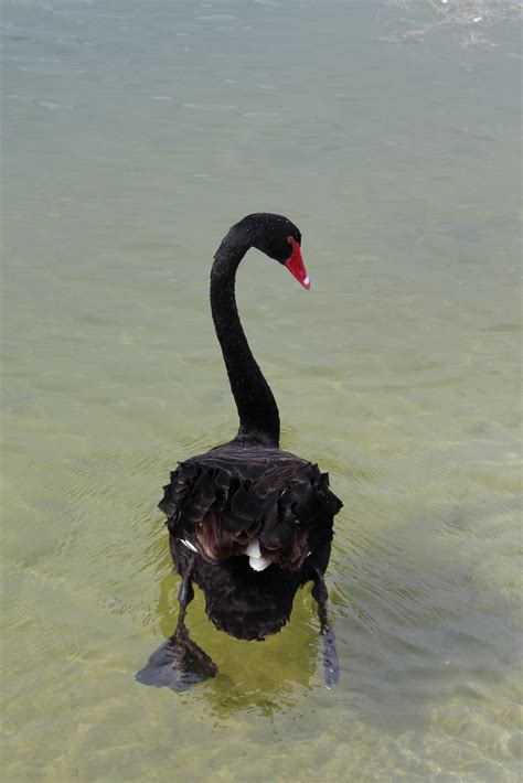 The Black Swan Ballett Salvageforce Com