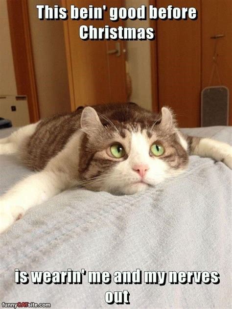 Top Memes Of The Week Cheezburger Users Edition Funny Cat Memes Cat Memes Memes