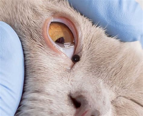 7 Types Of Cysts In Cats With Pictures And Vet Advice Cat World