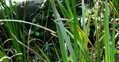 We did not find results for: Baru 10+ Tanaman Obat Jerangau