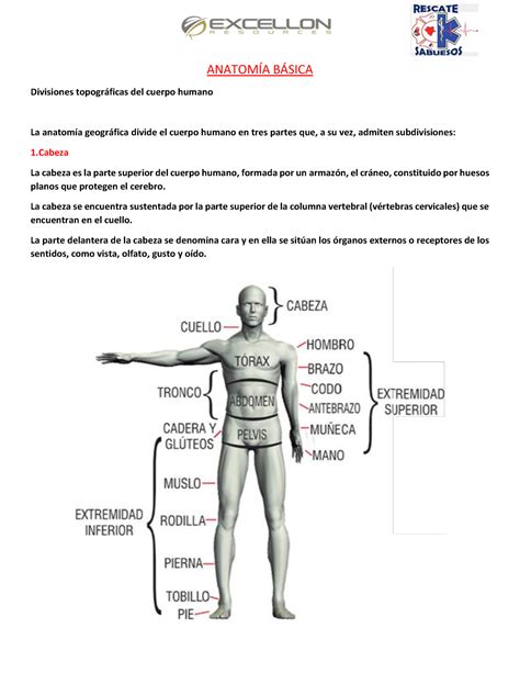 Anatomía Básica Anatómia Básica AnatomÍa BÁsica Divisiones