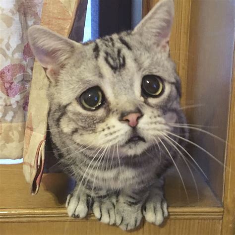 Meet Luhu Whose The Saddest Cat In The World And Her Pictures Will