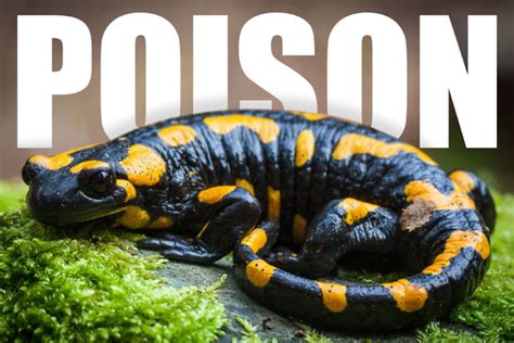 Poisonous Salamanders Are They Dangerous Mr Amphibian