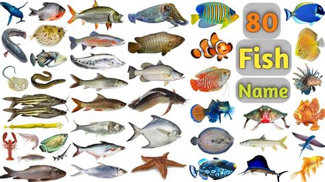 Fish Vocabulary Ll 80 Fishes Name In English With Pictures Ll Sea