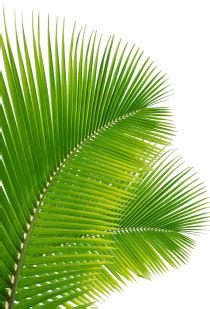 Image result for tropical palm leaves png | Plant leaves, Leaves, Tumblr pics