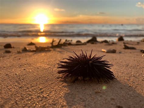 Sea urchin, Flic en Flac beach, Mauritius : beach