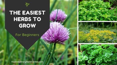 11 Of The Easiest Herbs To Grow Outdoors Even For Beginners