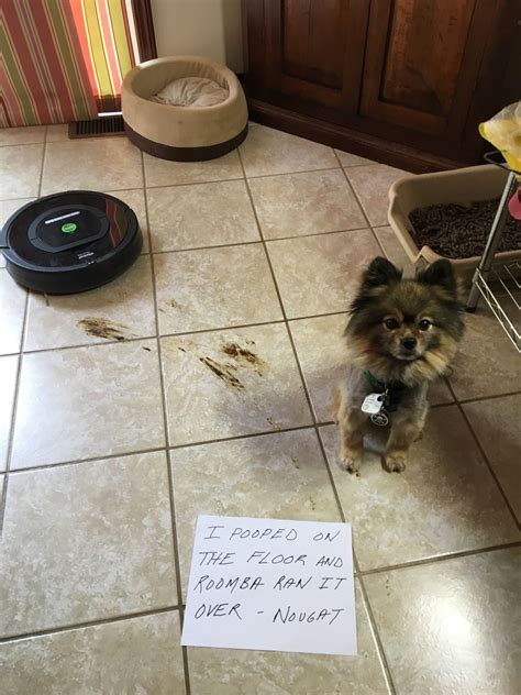 I Pooped On The Floor And Roomba Ran It Over Nougat Dog Shaming