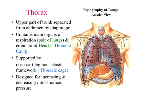 Thorax