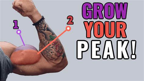 Peak Workout Long Head Bicep Exercises Size And Defenition