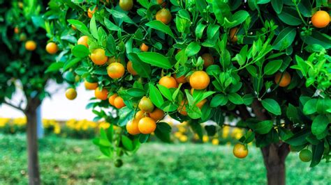 Fruits On Trees Wallpaper