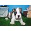 Mini Bulldog Puppies For Sale  Long Island