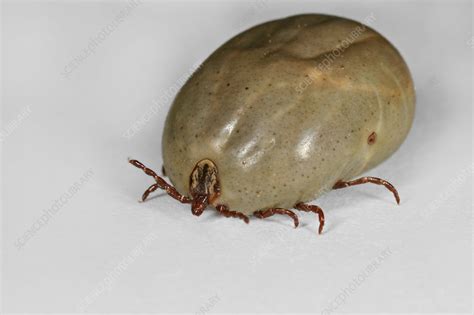 Engorged Dog Or Wood Tick Stock Image C0126832 Science Photo Library