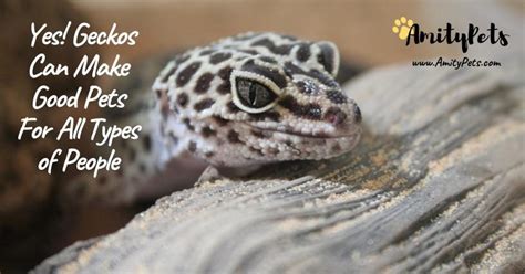 Are Geckos Good Pets Why Geckos Make Good Pets For Beginners Amity