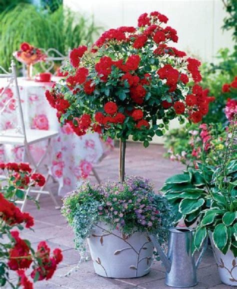 They are versatile, produce vibrant colour all summer long and well into autumn or even winter, and you can buy roses in three different ways: Small Rose Garden | Growing Roses in Containers (Balcony ...
