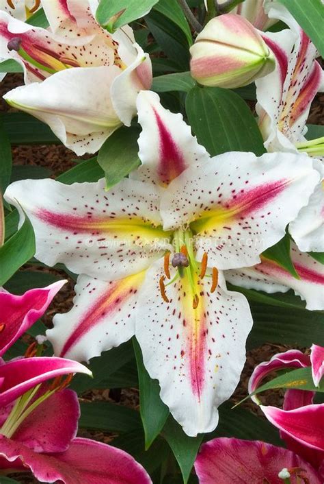 Lilium Playtime White With Star In Yellow And Red Spots Oriental