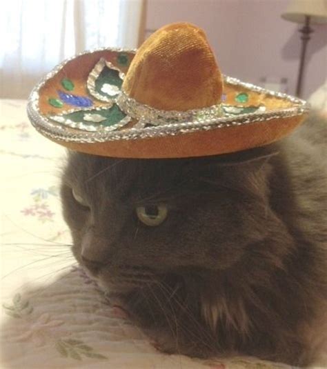 Best 20 Cats In Cowboy Hats Images On Pinterest Cowboy