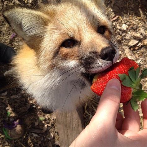 18 Reasons Foxes Are The Most Adorable Creatures In Existence Like