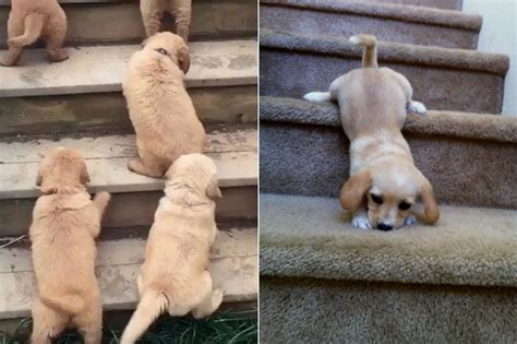 22 Puppies Climbing Stairs For The First Time Small Joys