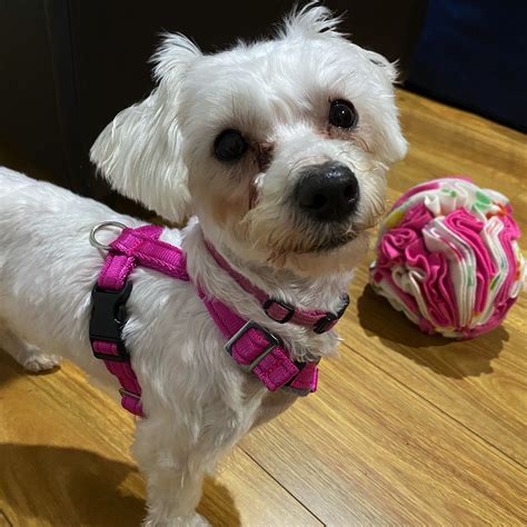 Polite Paws Dog Training, Paradise and Products