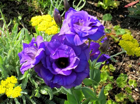 Late To The Garden Party My Favorite Plant This Week Eustoma Grandiflorum