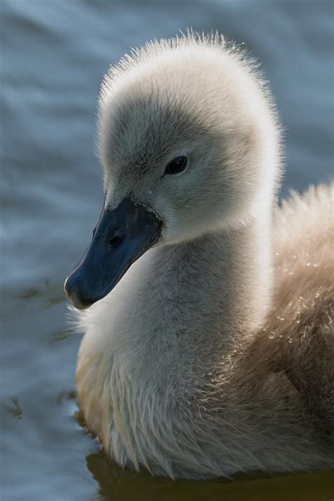 The Ugly Duckling Photograph By Michael Mogensen