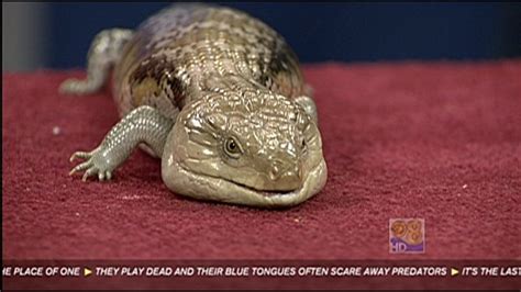 Zoo Day Blue Tongued Skink Cbs News 8 San Diego Ca News Station