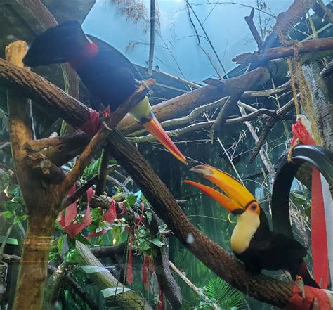Essex County Turtle Back Zoo 2022 Toco Toucans Zoochat