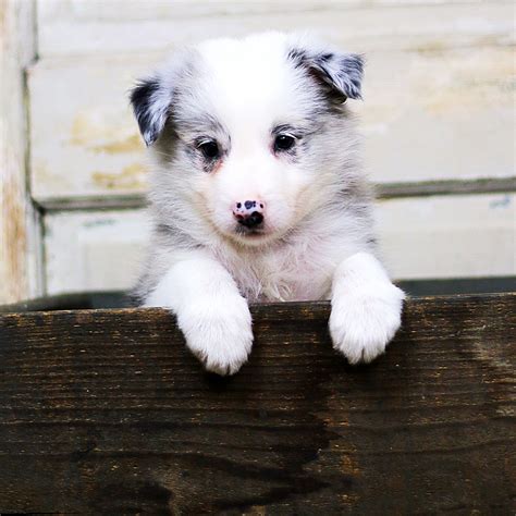 Border Collie Puppies For Sale | Grass Lake, MI #225326