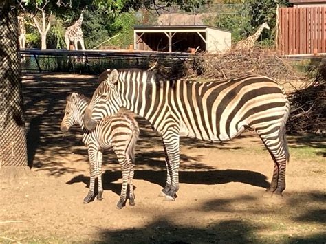 Como Welcomes Baby Zebra Como Zoo Conservatory