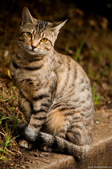 Tawny Tabby Cat By Jndphotography On Deviantart