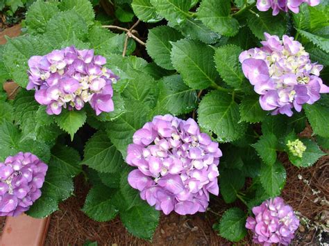 We did not find results for: How to Care for Hydrangeas | HGTV