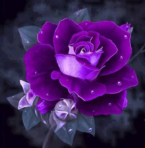 Healing Purple Roses Beautiful Roses Purple Flowers