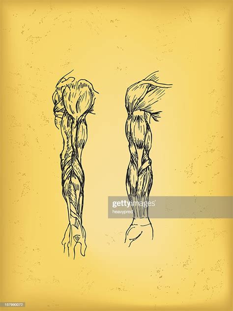 Human Arm Anatomy Drawing High Res Vector Graphic Getty Images