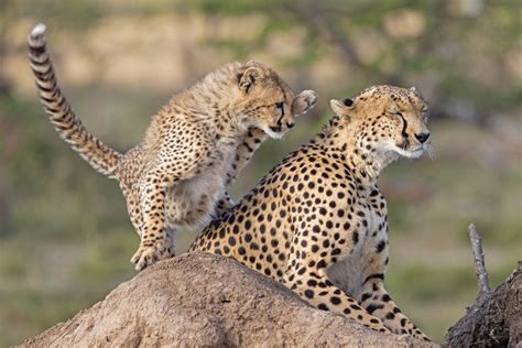 Cheetah Cub Plays With Mom Smithsonian Photo Contest Smithsonian