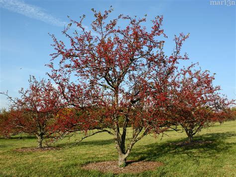 Henning Crabapple Malus Henningi North American Insects And Spiders