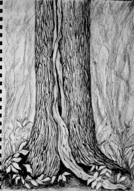 Derwent Pencil Graphite Sketch Of An Old Tree With A Vine In A 85 X11