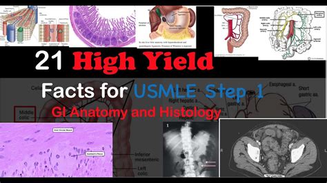 21 High Yield Facts For Usmle Step 1comlex Level 1 Gi Anatomy And