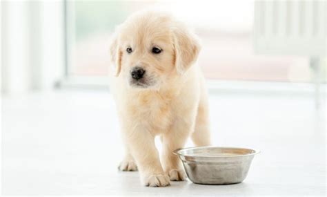 How Much Does It Cost To Own A Puppy 2023 Happy Dogs Blog