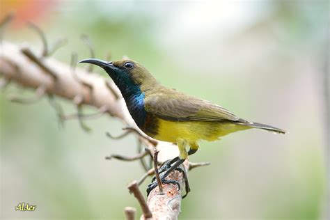 Olive backed sunbirdolive backed sunbird. 黃腹花蜜鳥．Olive-backed Sunbird．2013 - alder-birds