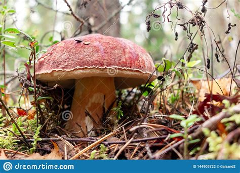 Edible Boletus Edulis Mushroom Known As A Penny Bun Or King Bolete