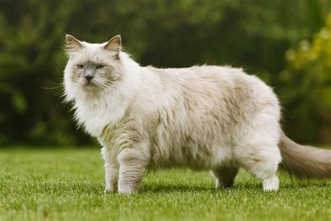 Ragdoll Cat Health Problems 6 Common Concerns Pet Keen