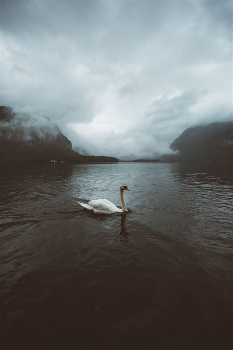 Swan Water Fog HD Phone Wallpaper Peakpx