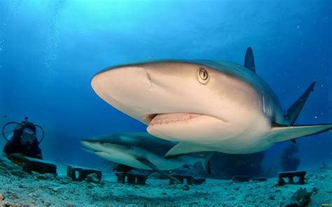 Nature Shark Sea Marine Undersea Swimming Water Animal Themes