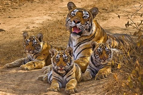 The Worlds Most Photographed Tigress Machli Of Ranthambore Turned 20