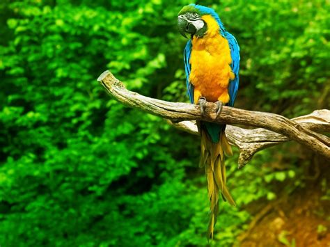 Animal Blue And Yellow Macaw Wallpaper
