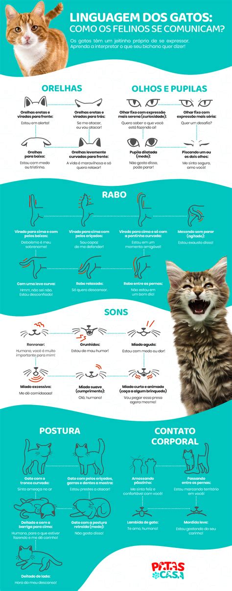 Linguagem dos gatos veja em infográfico as formas mais comuns d