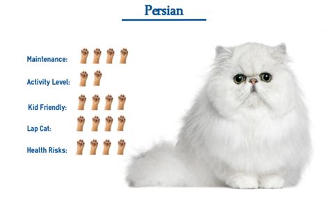 Persian Cat Breed Everything You Need To Know At A Glance With