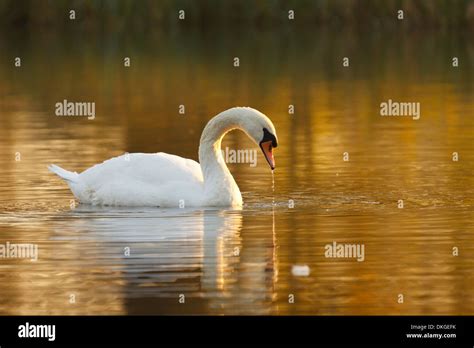 Mute Swan At Golden Hour Stock Photo Alamy